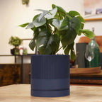 Blå seedling urtepotteskjuler i en stue med en lille grøn monstera.