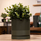 Detaljeret billede af grøn seedling urtepotteskjuler i en stue