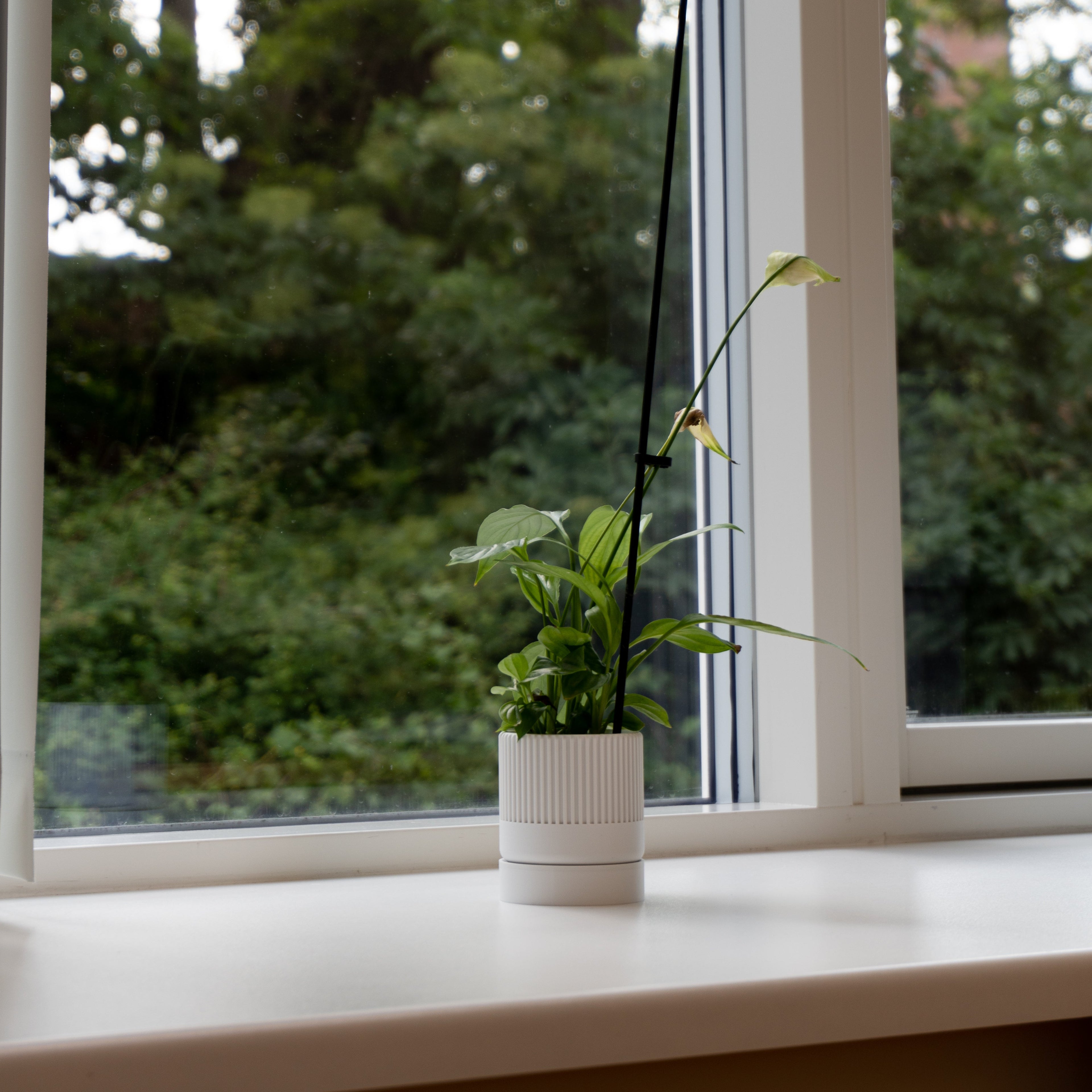 Hvid seedling urtepotteskjuler 6 cm i en vindueskarm 