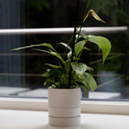 Hvid seedling urtepotteskjuler 6cm med en fredslilje i en vindueskarm 