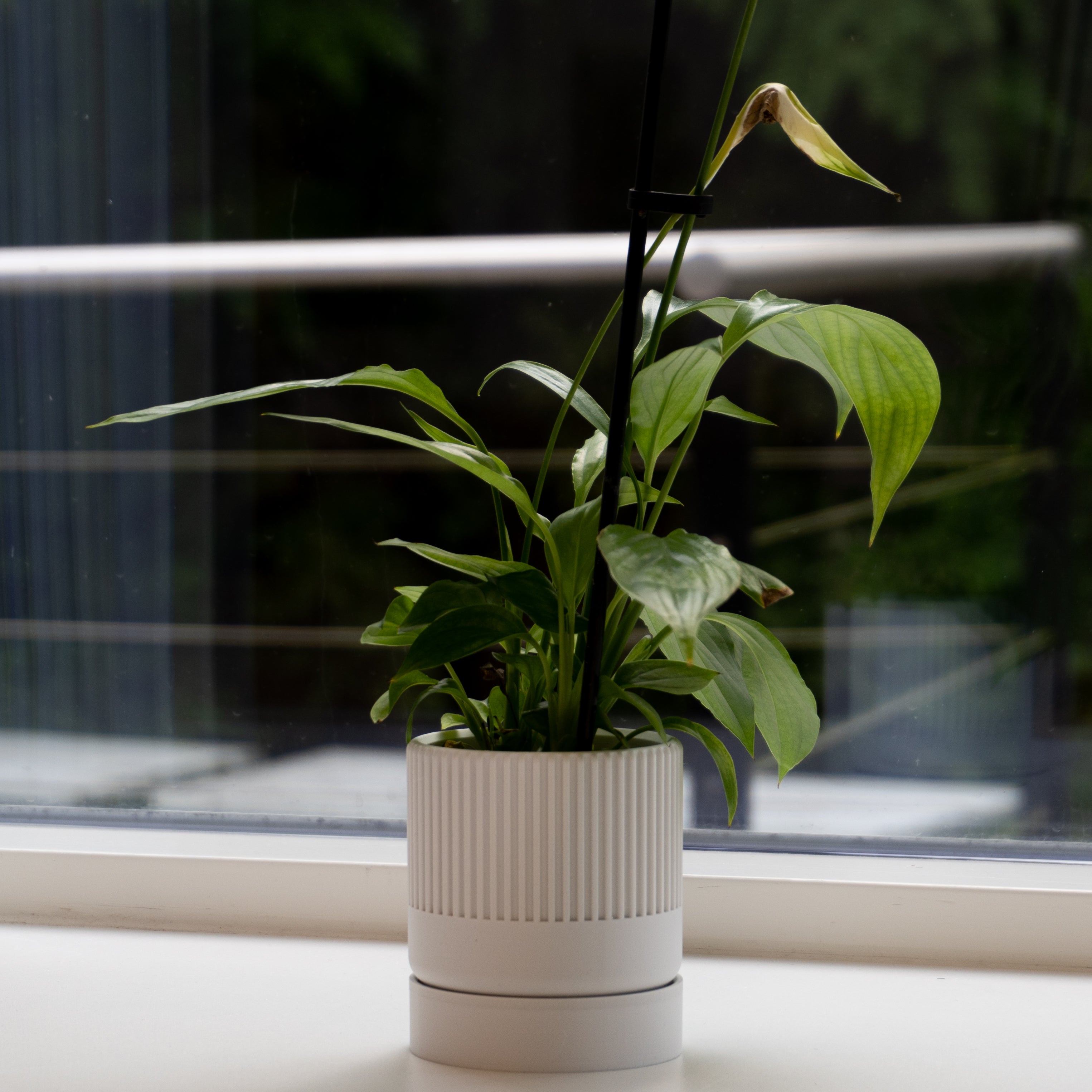 Hvid seedling urtepotteskjuler 6cm med en fredslilje i en vindueskarm 