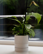 Hvid seedling urtepotteskjuler tæt på i en vindueskarm