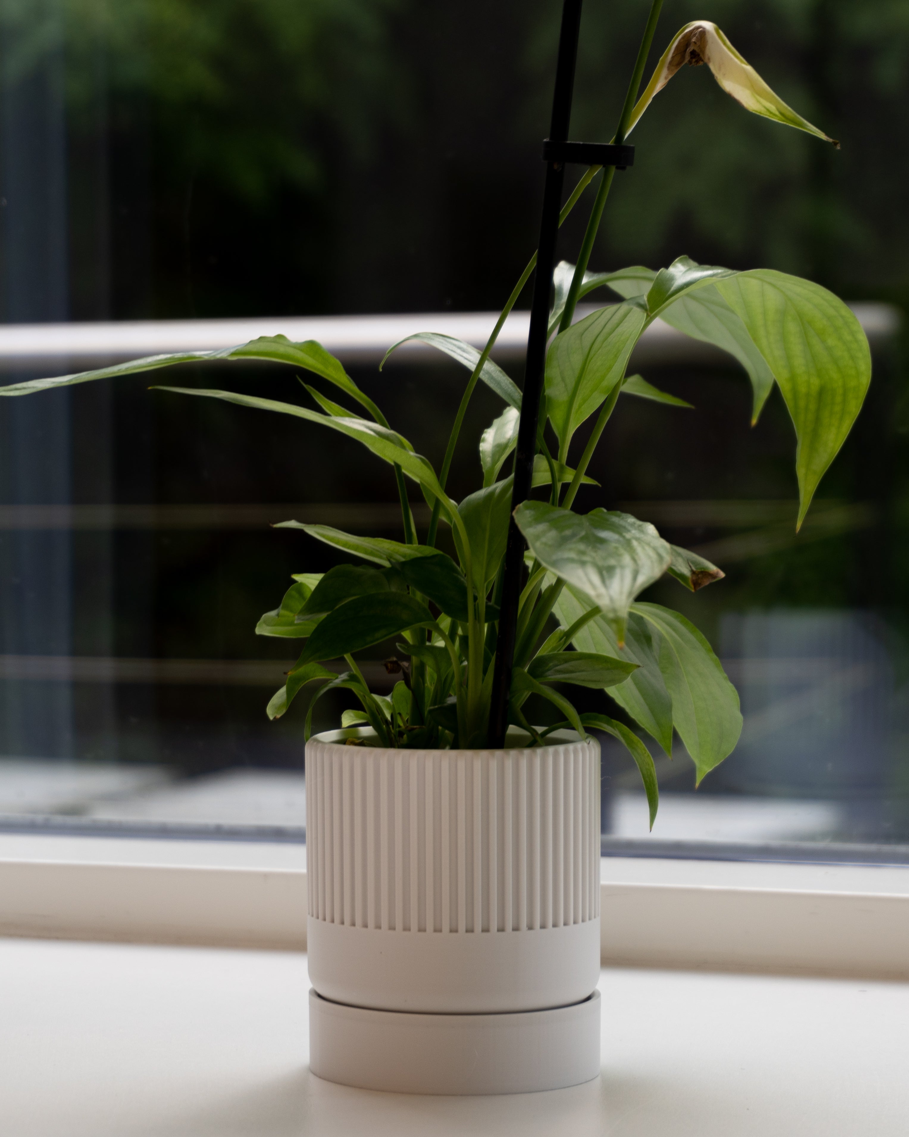 Hvid seedling urtepotteskjuler tæt på i en vindueskarm