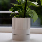 Closeup af en hvid seedling urtepotteskjuler 6cm i en vinudeskarm