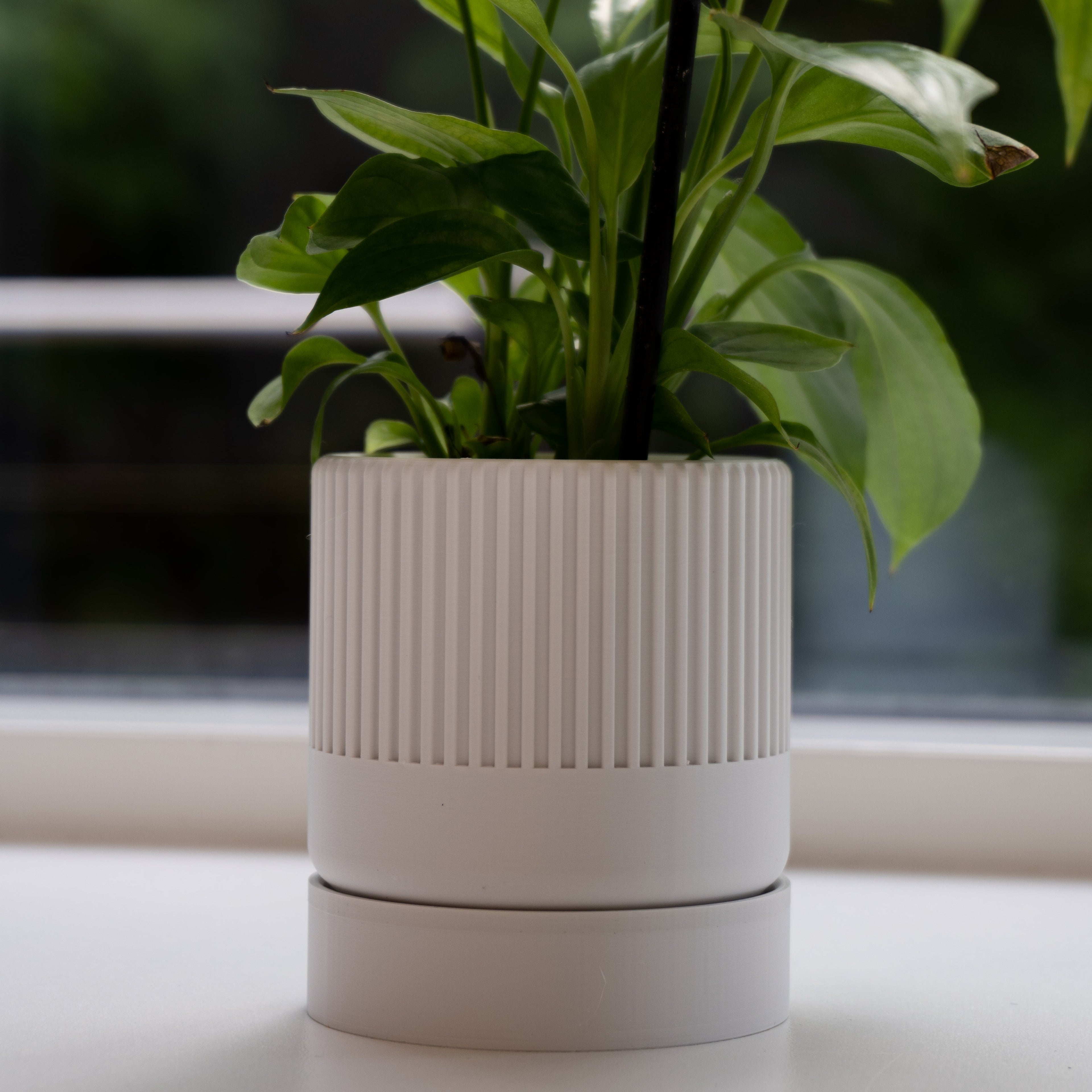 Closeup af en hvid seedling urtepotteskjuler 6cm i en vinudeskarm