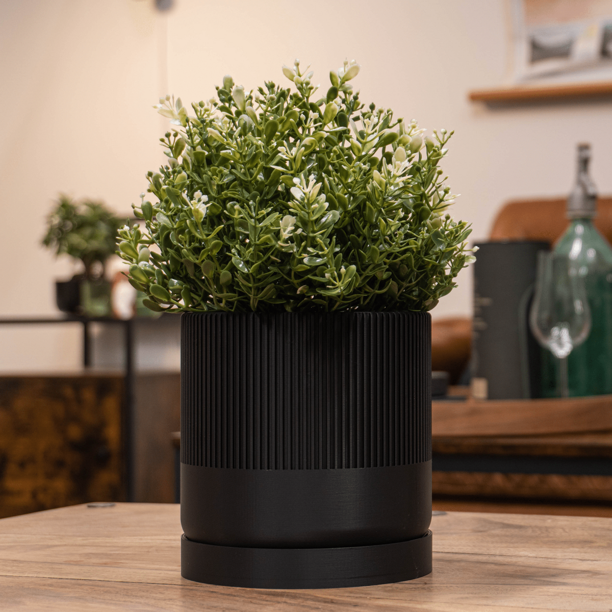 Sort seedling potteskjuler.